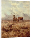 Red Stags, Ben Buie, 1982 by Tim Scott Bolton