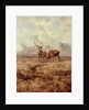 Red Stags, Ben Buie, 1982 by Tim Scott Bolton