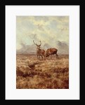 Red Stags, Ben Buie, 1982 by Tim Scott Bolton
