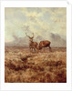 Red Stags, Ben Buie, 1982 by Tim Scott Bolton