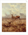 Red Stags, Ben Buie, 1982 by Tim Scott Bolton