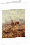 Red Stags, Ben Buie, 1982 by Tim Scott Bolton