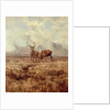 Red Stags, Ben Buie, 1982 by Tim Scott Bolton