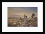 Cheetah with Kilimanjaro in the background, 1991 by Tim Scott Bolton