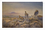 Cheetah with Kilimanjaro in the background, 1991 by Tim Scott Bolton