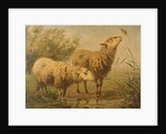 Study of Sheep by Edouard Woutermaertens