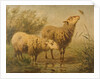 Study of Sheep by Edouard Woutermaertens