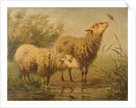 Study of Sheep by Edouard Woutermaertens