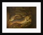 Fishes by Moses Haughton