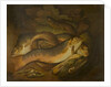 Fishes by Moses Haughton