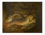 Fishes by Moses Haughton