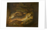 Fishes by Moses Haughton