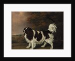 Study of a King Charles Spaniel by Henry Bernard Chalon