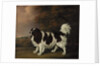 Study of a King Charles Spaniel by Henry Bernard Chalon