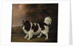 Study of a King Charles Spaniel by Henry Bernard Chalon