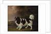 Study of a King Charles Spaniel by Henry Bernard Chalon