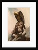 Eagle on Cliff by School English