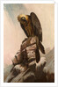 Eagle on Cliff by School English