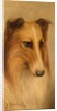 Collie by George Washington Brownlow