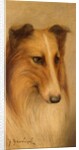 Collie by George Washington Brownlow