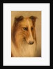Collie by George Washington Brownlow