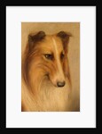 Collie by George Washington Brownlow