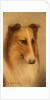 Collie by George Washington Brownlow