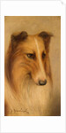 Collie by George Washington Brownlow