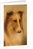 Collie by George Washington Brownlow