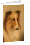 Collie by George Washington Brownlow