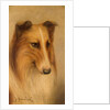 Collie by George Washington Brownlow