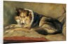 Collie Dog by William Henry Charlton