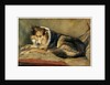 Collie Dog by William Henry Charlton