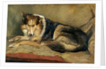 Collie Dog by William Henry Charlton
