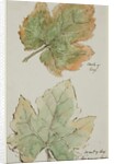 The Grape Leaf by John Wilson Carmichael