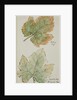 The Grape Leaf by John Wilson Carmichael
