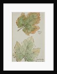The Grape Leaf by John Wilson Carmichael