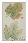 The Grape Leaf by John Wilson Carmichael