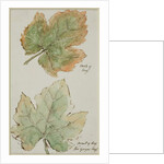 The Grape Leaf by John Wilson Carmichael