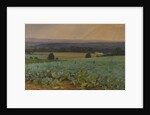 Turnip Field by William Cosens Way