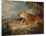 The Lioness, c.1824-27 by John Frederick Lewis