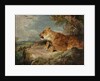 The Lioness, c.1824-27 by John Frederick Lewis