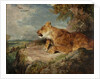 The Lioness, c.1824-27 by John Frederick Lewis
