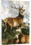 Deer of Chillingham Park, Northumberland, c.1867 by Edwin Landseer