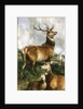 Deer of Chillingham Park, Northumberland, c.1867 by Edwin Landseer