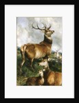 Deer of Chillingham Park, Northumberland, c.1867 by Edwin Landseer