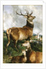 Deer of Chillingham Park, Northumberland, c.1867 by Edwin Landseer