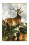 Deer of Chillingham Park, Northumberland, c.1867 by Edwin Landseer