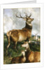 Deer of Chillingham Park, Northumberland, c.1867 by Edwin Landseer