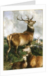 Deer of Chillingham Park, Northumberland, c.1867 by Edwin Landseer